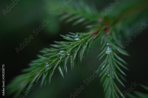 Spruce branch after rain macrophotography. Raindrops on a spruce branch. High quality photo