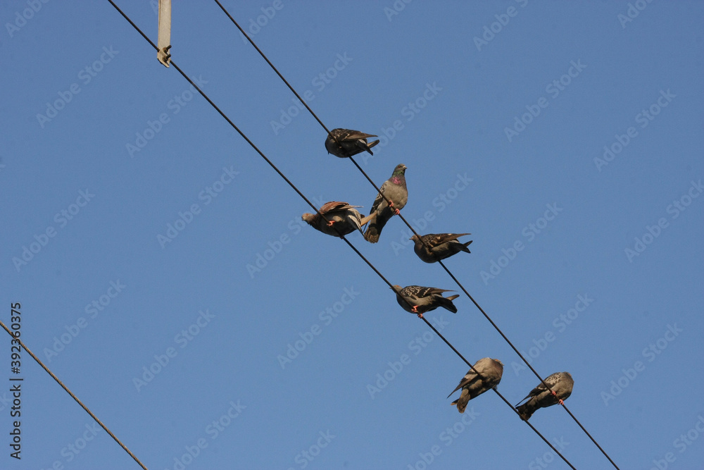 Bird Pigeons on the wire in the sky Bird Pigeons on the wire in the sky