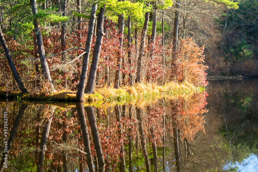 Fototapeta premium autumn forest in the morning