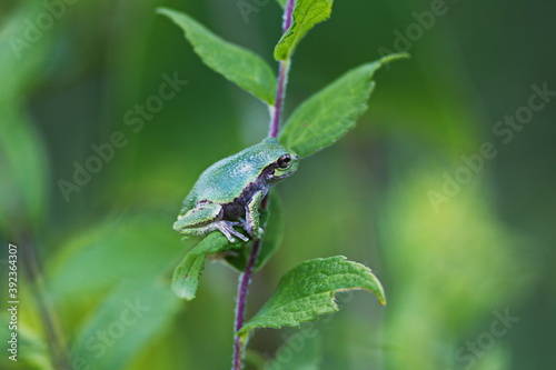 Little green tree frog sitting on a leaf in the forest. Nature and wildlife in the Canadian wilderness. 