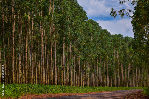 Forest Eucalyptus Plantation 