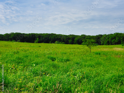 Green field and blue sky  Vibrant green prairie meadow field with a large forest in the background and blue sky over the landscape scenic summer view