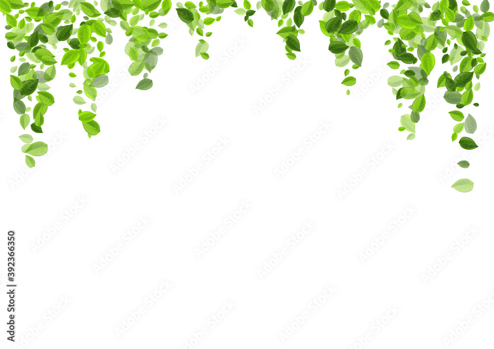 Fototapeta premium Green Greens Spring Vector Poster. Fresh Leaves 