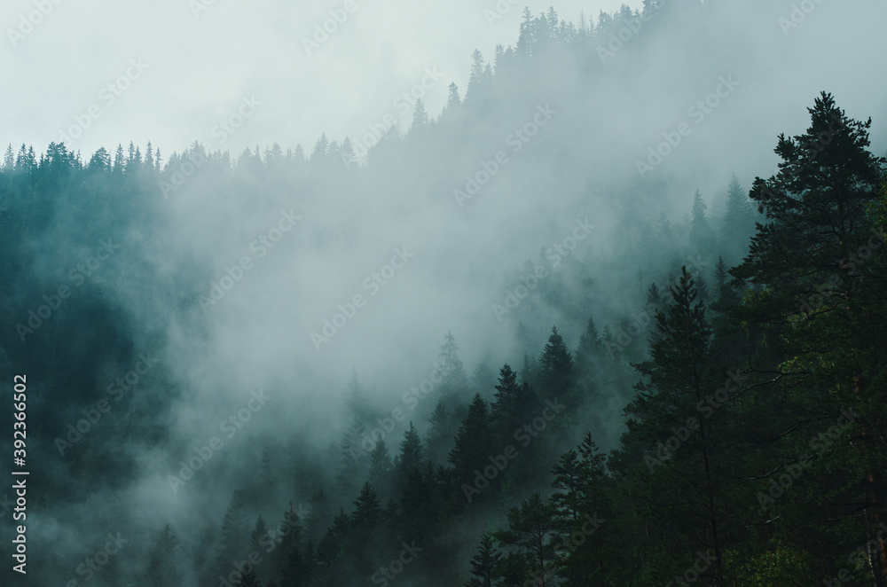 Magically misty forest. Magically misty forest.
