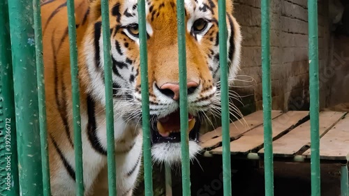 Vengala tiger in his cage looks at people
