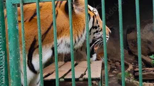 Vengala tiger in his cage looks at people
