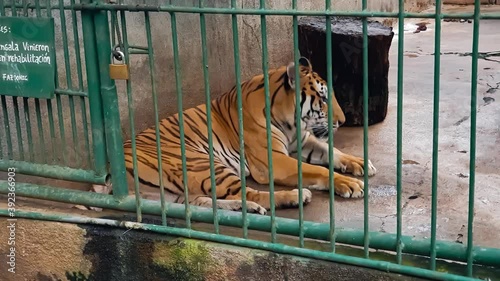 Vengala's tiger in his recovery cage at the zoo
 photo