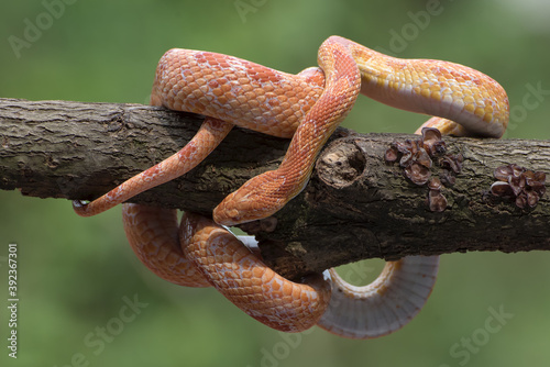  Corn snake wrapped around a tree trunk (Pantherophis guttatus) 