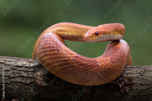 
Corn snake wrapped around a tree trunk  (Pantherophis guttatus) 
