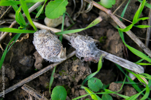 Owl pellet laying on the field, bird of prey pellets with fur and bones sticking out, indigested parts of animals eaten by olws, vomit or regurgitation, materials from the bird's prey.