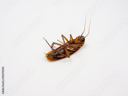 Dead cockroach turning face up on white background © kaipong