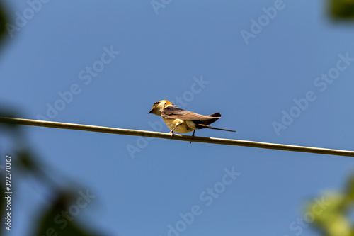 A swift sits close-up on a power wire against a blue sky photo