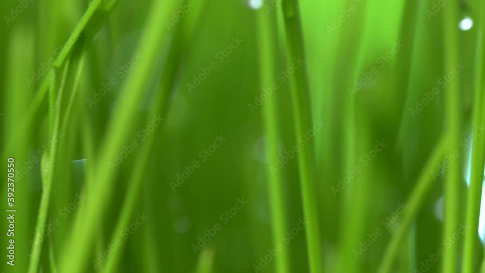Abstract macro shot of blades of green grass. Dew drops shine with splendor. Beautiful lens blur bokeh. Сloseup rotation Abstract macro shot of blades of green grass. Dew drops shine with splendor. Beautiful lens blur bokeh. Сloseup rotation