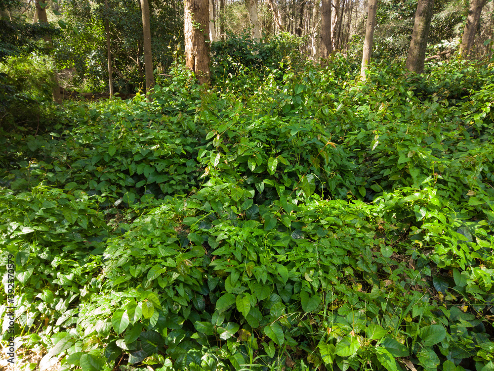 Green leaves on the woodland area. Green leaves on the woodland area.