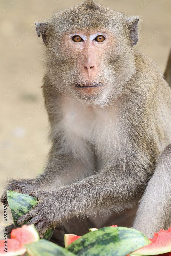 Macaques monkey live in a natural forest