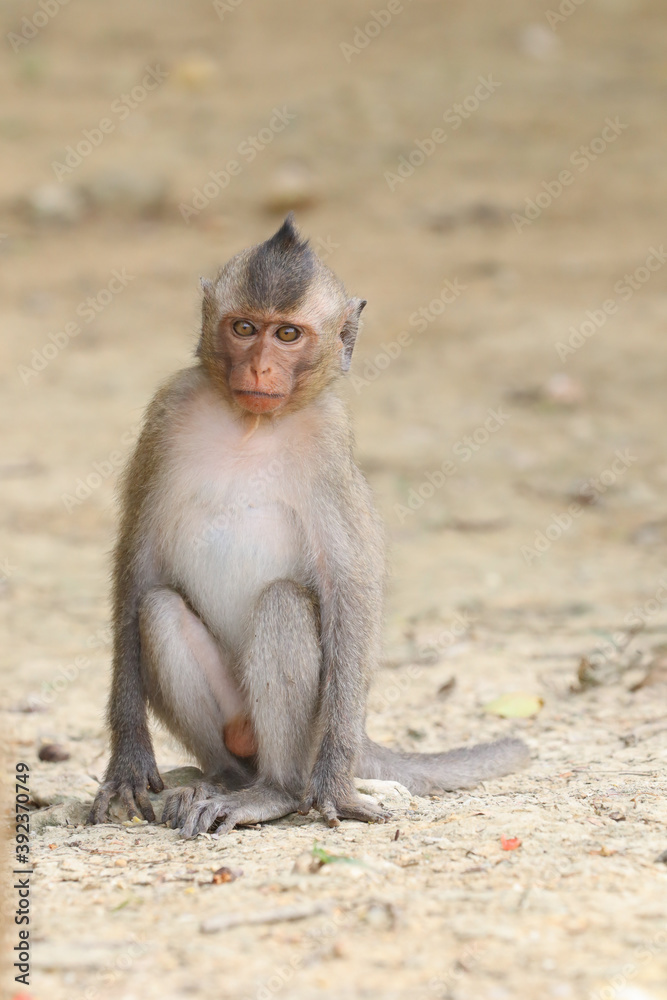 Macaques monkey live in a natural forest