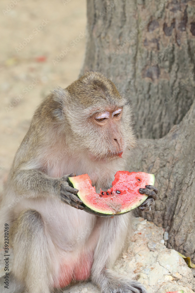 Obraz premium Macaques monkey live in a natural forest