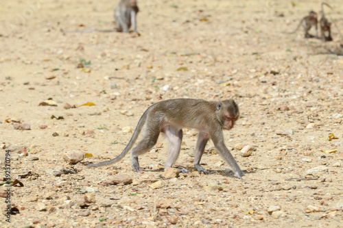 Macaques monkey live in a natural forest