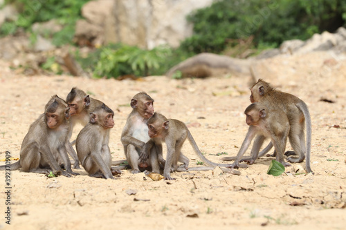 Macaques monkey live in a natural forest