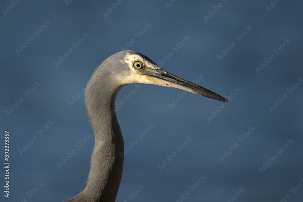 White faced Heron in the morning sun light, in Noosa, Queensland. White faced Heron in the morning sun light, in Noosa, Queensland.