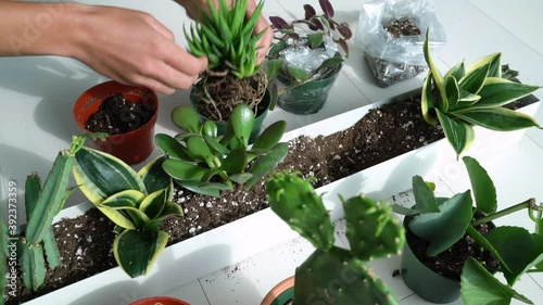 Home gardening woman planting new succulent hawthoria plant in apartment indoor garden planter. Repotting rootbound plants in potting soil. photo