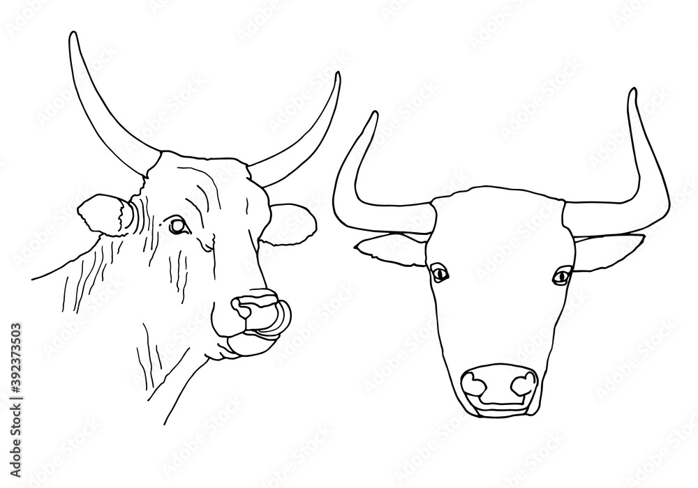 Fototapeta Set of bull head icon thin line, farm animal concept, cattle sign on white background, bull head silhouette icon in outline style for coloring, mobile concept and web design.