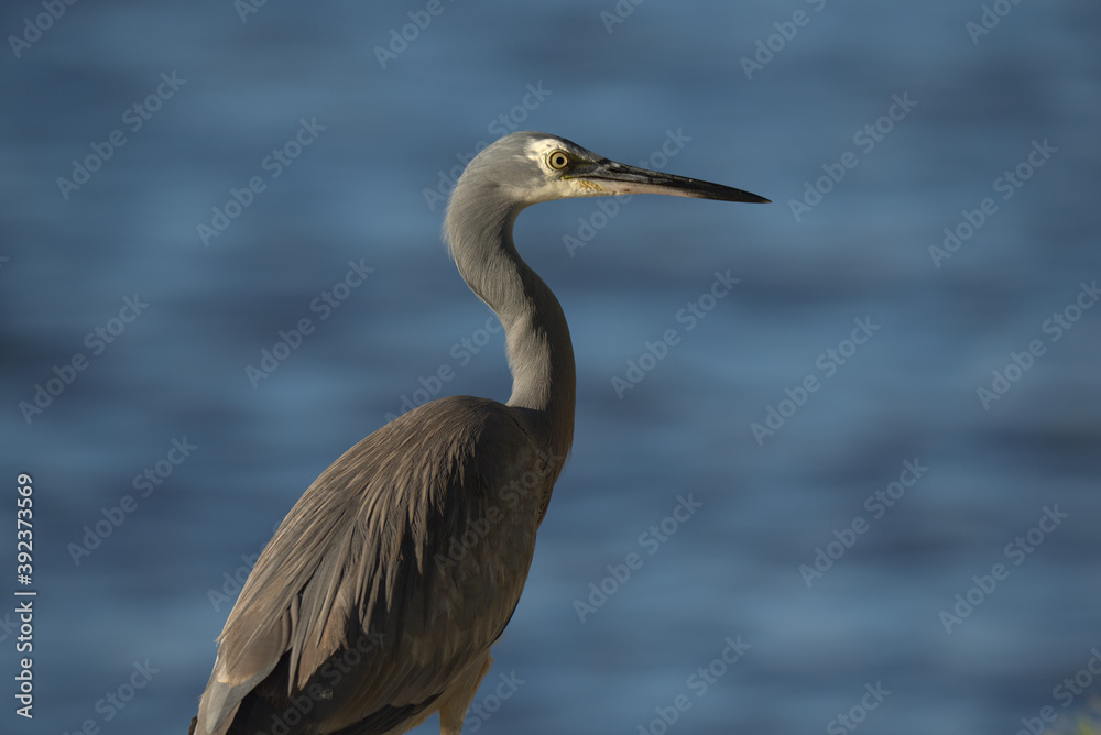 White faced Heron in the morning sun light, in Noosa, Queensland. White faced Heron in the morning sun light, in Noosa, Queensland.