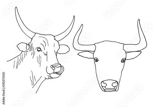 Set of bull head icon thin line, farm animal concept, cattle sign on white background, bull head silhouette icon in outline style for coloring, mobile concept and web design.