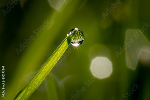 Canvas Print Shallow focus shot of dew on a plant