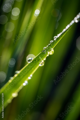 Stampa su tela Vertical shallow focus shot of dew on a plant