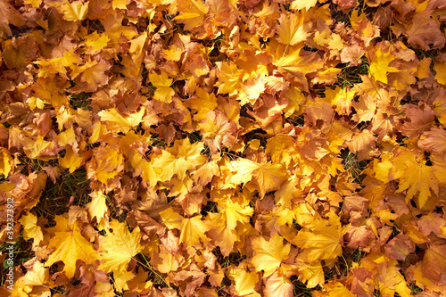 autumn leaves background