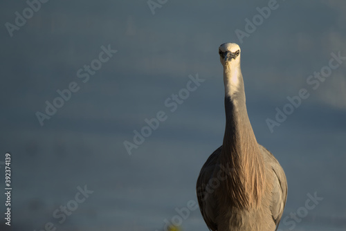 White faced Heron in the morning sun light, in Noosa, Queensland. © Frozigraphie