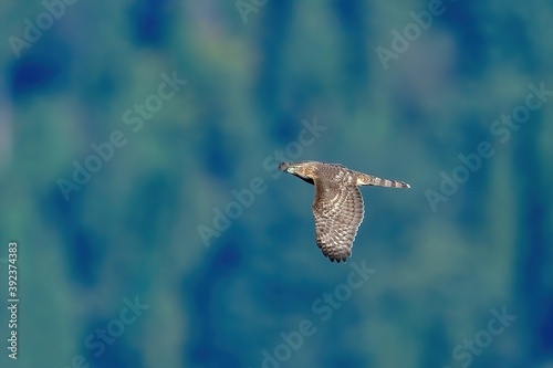 グリーンバックに悠然と飛ぶオオタカ幼鳥 © Scott Mirror