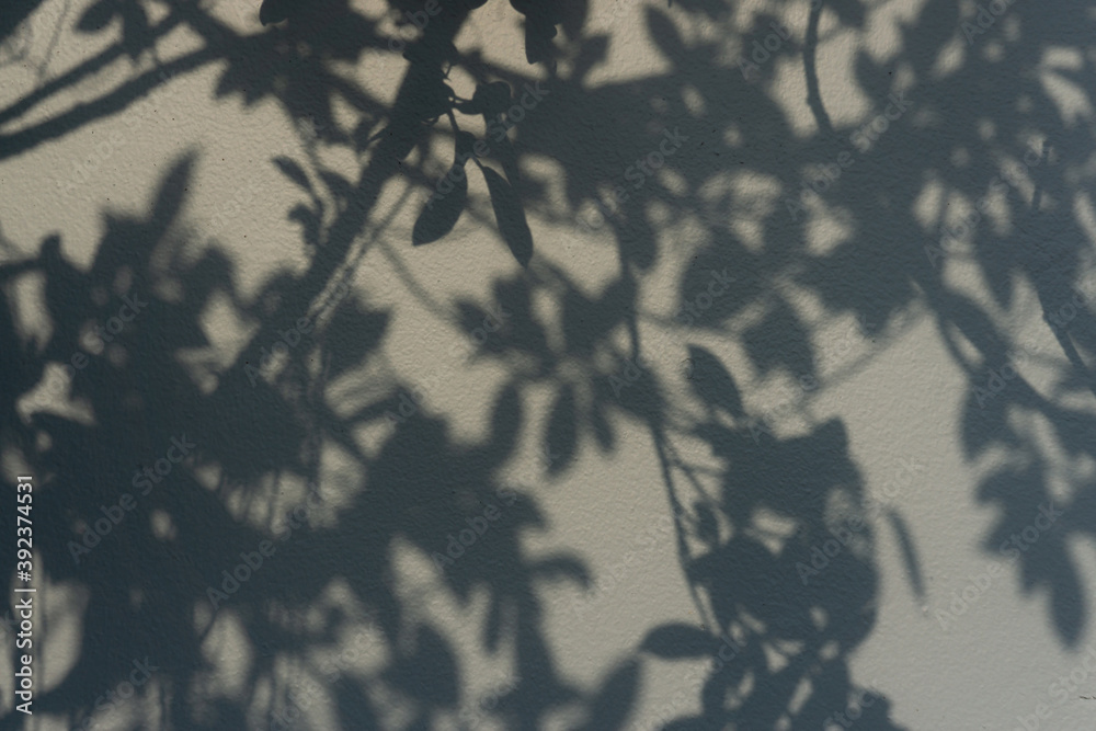 Black shadow and shading of leaf and twig from branches on grey concrete wall