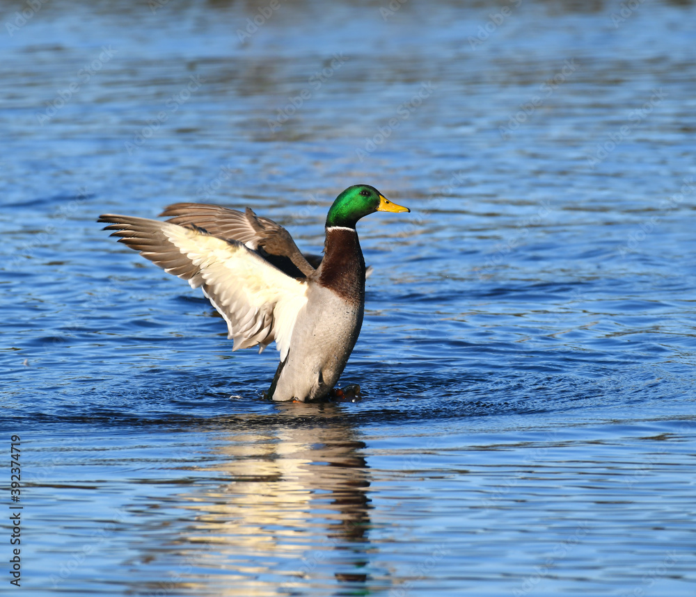 Obraz premium wild duck in the river