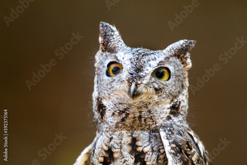 Konstfotografi Visiting a little screech owl