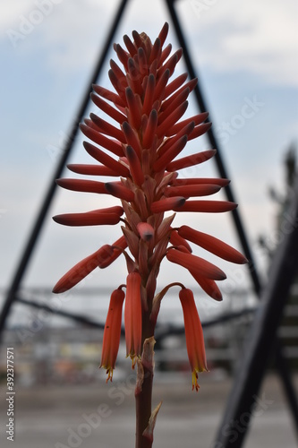 aloe