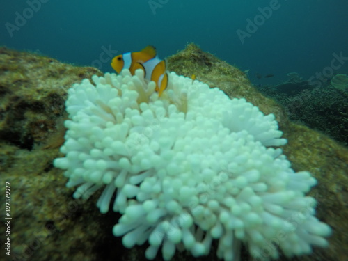 Clown Fish in The Corals