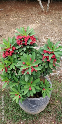 Red Flowers Pot