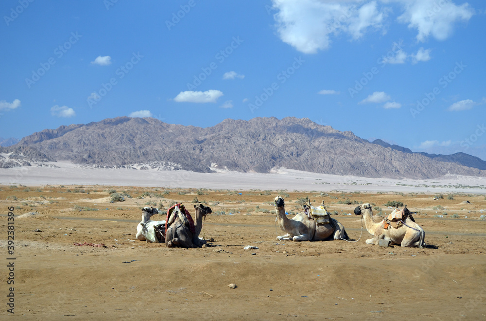 Obraz premium Camels waiting for a ride. popular touristic place. Egypt, Sharm El Sheikh