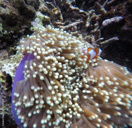 Clown Fish in The Corals