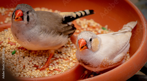Cuadro en lienzo High angle shot of zebra finch birds eating seeds on a bowl