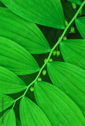 456-42 Smooth Solomon's Seal pattern