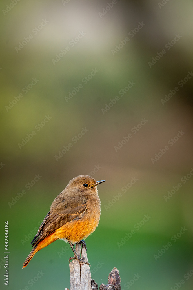 Fototapeta premium Black redstart or Phoenicurus ochruros beautiful bird portrait with natural green background at keoladeo national park or bharatpur bird sanctuary rajasthan india