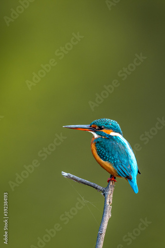 common kingfisher or Alcedo atthis is a small colorful bird portrait with natural green background at keoladeo ghana national park or bharatpur bird sanctuary rajasthan india
