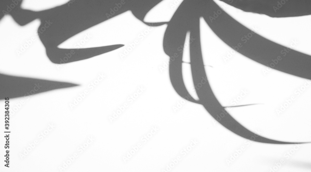 Realistic leaves natural shadow overlay on white texture background, for overlay on product presentation, backdrop and mockup, summer seasonal concept Realistic leaves natural shadow overlay on white texture background, for overlay on product presentation, backdrop and mockup, summer seasonal concept