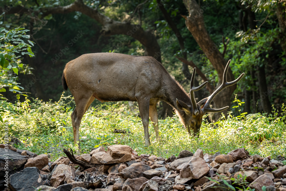 Sambar deer or rusa unicolor in forest. side profile of sambar deer with  tail up in beautiful winter light and in green background at ranthambore  national park rajasthan india Stock Photo |