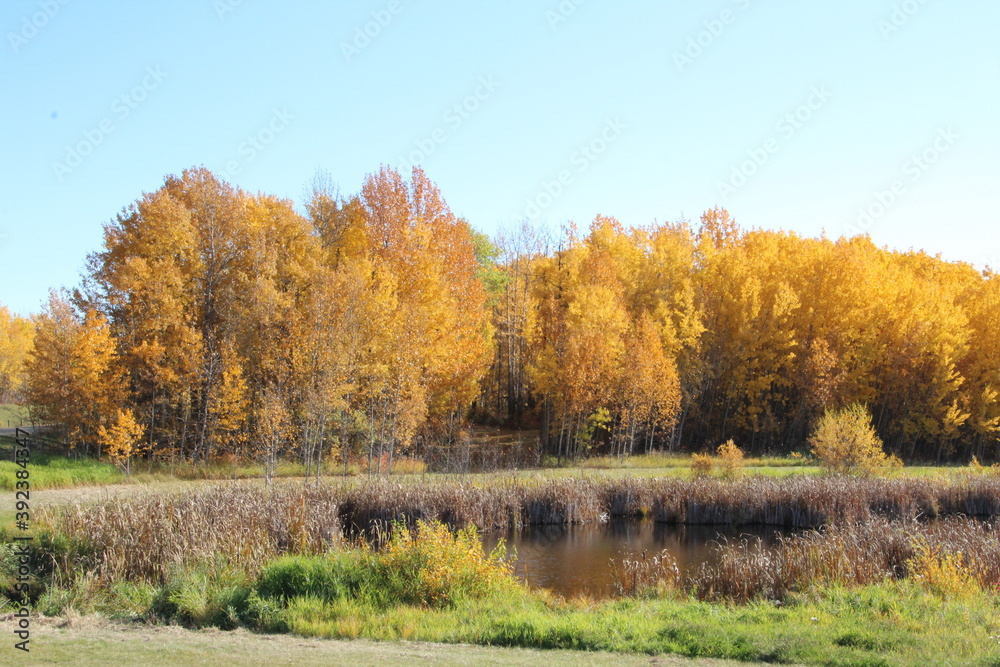 Fall By The Pond, Strathcona Wilderness Centre, Alberta