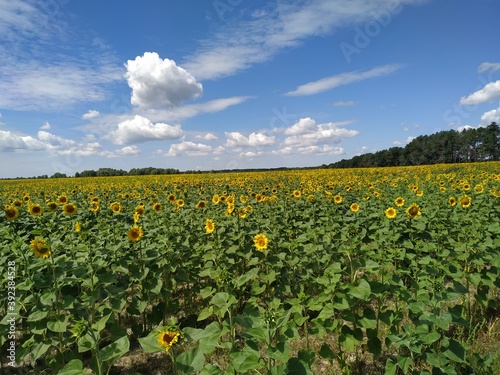 field of sunflowers