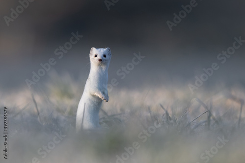 Großes Wiesel - Kurzschwanzwiesel - Hermelin